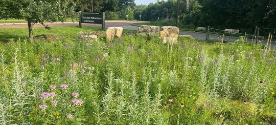 Don’t let it bug you – the importance of insects