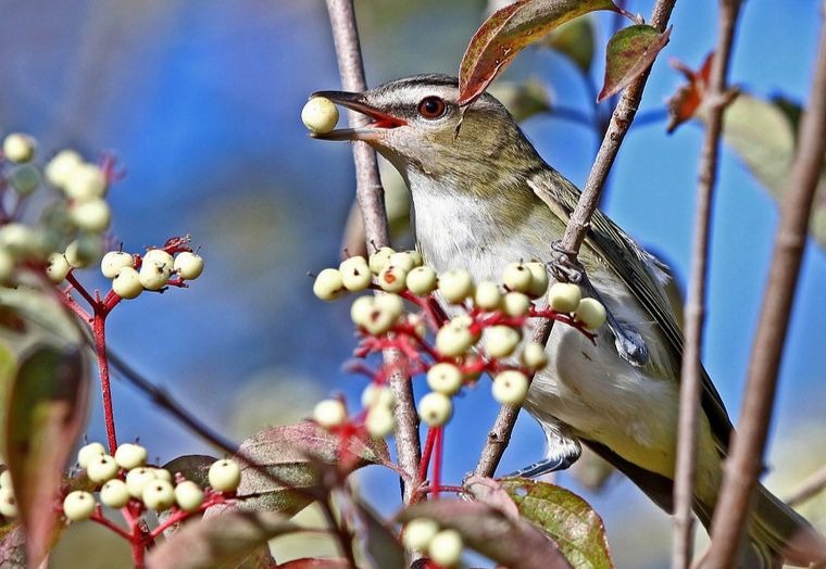 Birds follow our Mississippi flyway