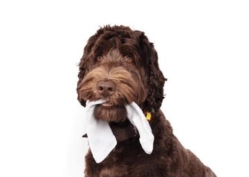 What to do about your pet’s separation anxiety