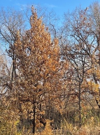 Why do some trees keep their leaves into winter?